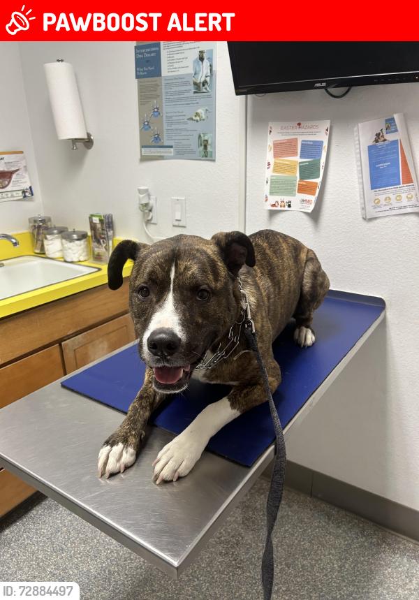 Lost Male Dog last seen Rangewood Rd, Colorado Springs, CO 80918