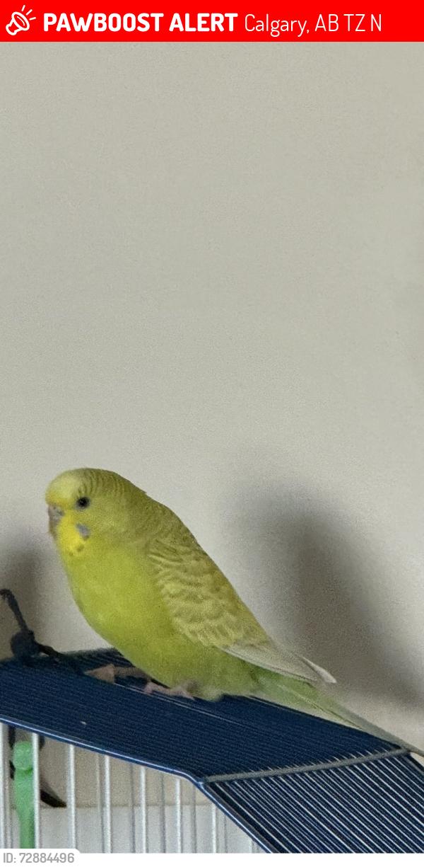 Lost Female Bird last seen Mt Aberdeen Manor SE, Calgary, AB T2Z 3N8