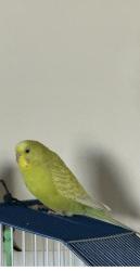 Lost Female Bird last seen Mt Aberdeen Manor SE, Calgary, AB T2Z 3N8