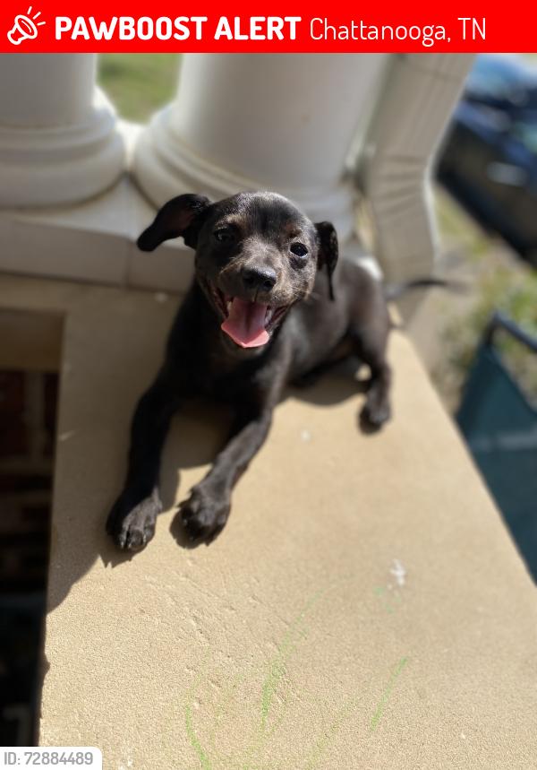 Lost Female Dog last seen CitiTrends , Chattanooga, TN 37411