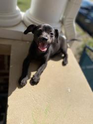 Lost Female Dog last seen CitiTrends , Chattanooga, TN 37411
