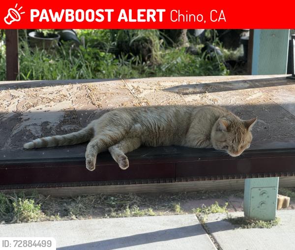 Lost Male Cat last seen Chino Avenue between Oaks and Magnolia, Chino, CA 91710