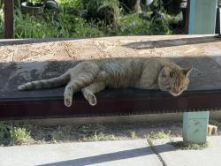 Lost Male Cat last seen Chino Avenue between Oaks and Magnolia, Chino, CA 91710
