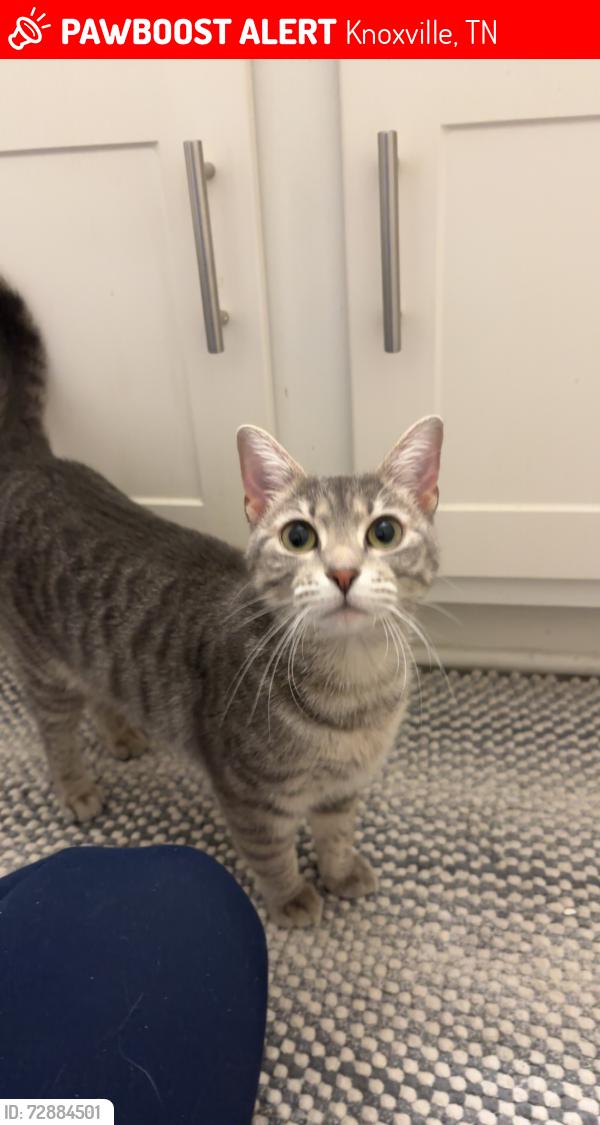 Lost Female Cat last seen Near apmt building/woods, Knoxville, TN 37923