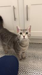 Lost Female Cat last seen Near apmt building/woods, Knoxville, TN 37923