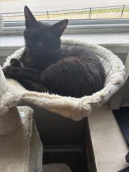 Lost Male Cat last seen House of Heavilin across 7hwy. Live off sw Clark, & Ninth Street. , Blue Springs, MO 64015