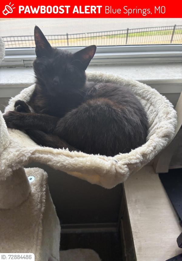 Lost Male Cat last seen House of Heavilin across 7hwy. Live off sw Clark, & Ninth Street. , Blue Springs, MO 64015