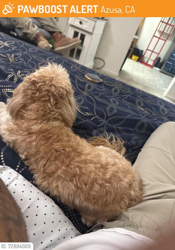 Found/Stray Female Dog last seen Barranca and route 66, Azusa, CA 91702