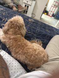 Found/Stray Female Dog last seen Barranca and route 66, Azusa, CA 91702