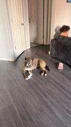Reunited Male Dog last seen austin bluffs and rangewood , Colorado Springs, CO 80918