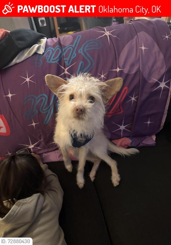 Lost Male Dog last seen Near n Cedardale dr, Oklahoma City, OK 73127