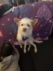 Lost Male Dog last seen Near n Cedardale dr, Oklahoma City, OK 73127