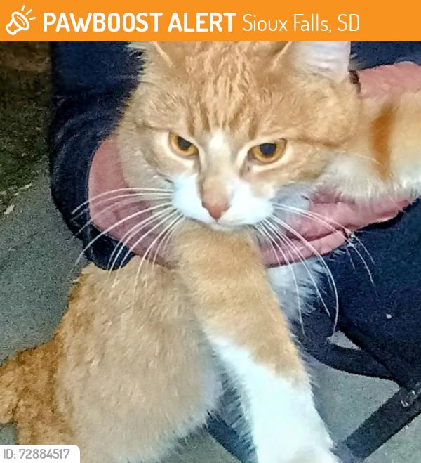 Found/Stray Unknown Cat last seen Dollar store , Sioux Falls, SD 57104