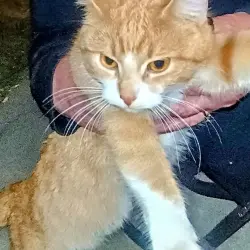 Found/Stray Unknown Cat last seen Dollar store , Sioux Falls, SD 57104