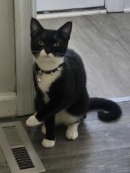 Lost Male Cat last seen Trailer park , Delaware City, DE 19706