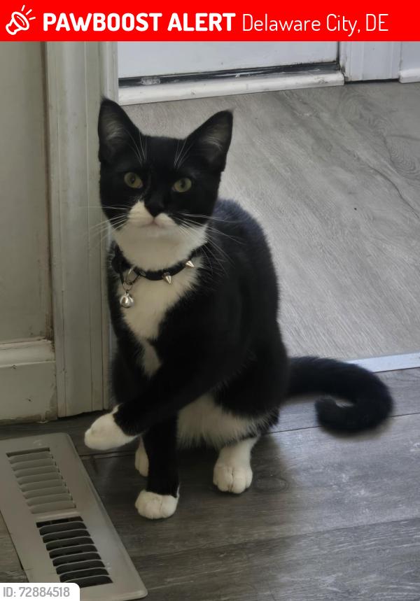 Lost Male Cat last seen Trailer park , Delaware City, DE 19706
