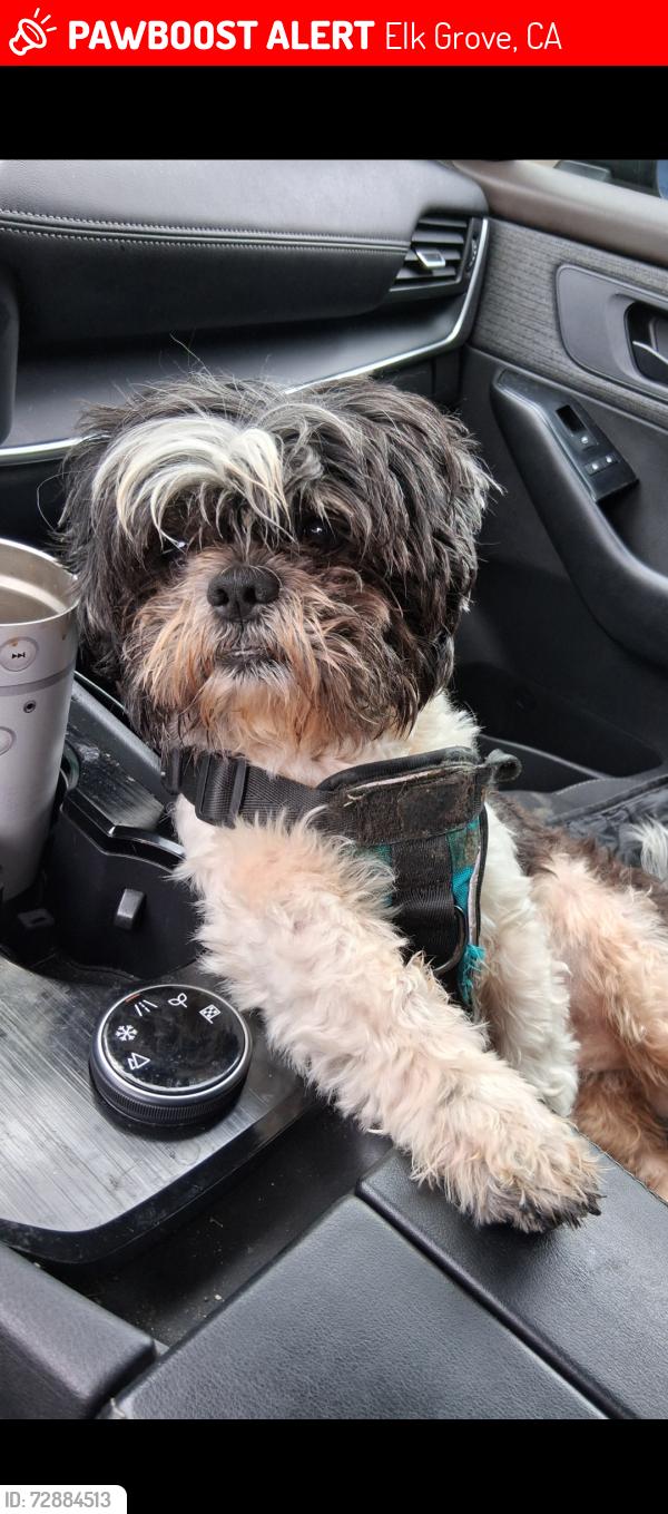 Lost Male Dog last seen Bruceville rd.and Timberlake dr., Elk Grove, CA 95757