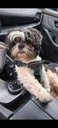 Lost Male Dog last seen Bruceville rd.and Timberlake dr., Elk Grove, CA 95757