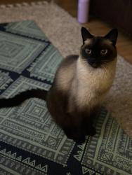 Lost Male Cat last seen The Toledo & 2nd Street , Long Beach, CA 90803