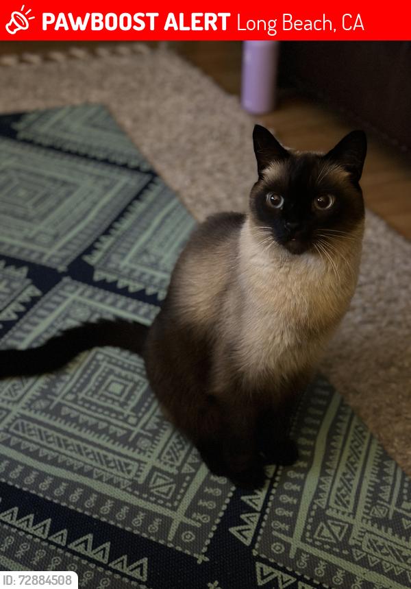 Lost Male Cat last seen The Toledo & 2nd Street , Long Beach, CA 90803