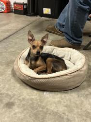 Found/Stray Female Dog last seen Golden state  & c @ juras pizza, Turlock, CA 95380