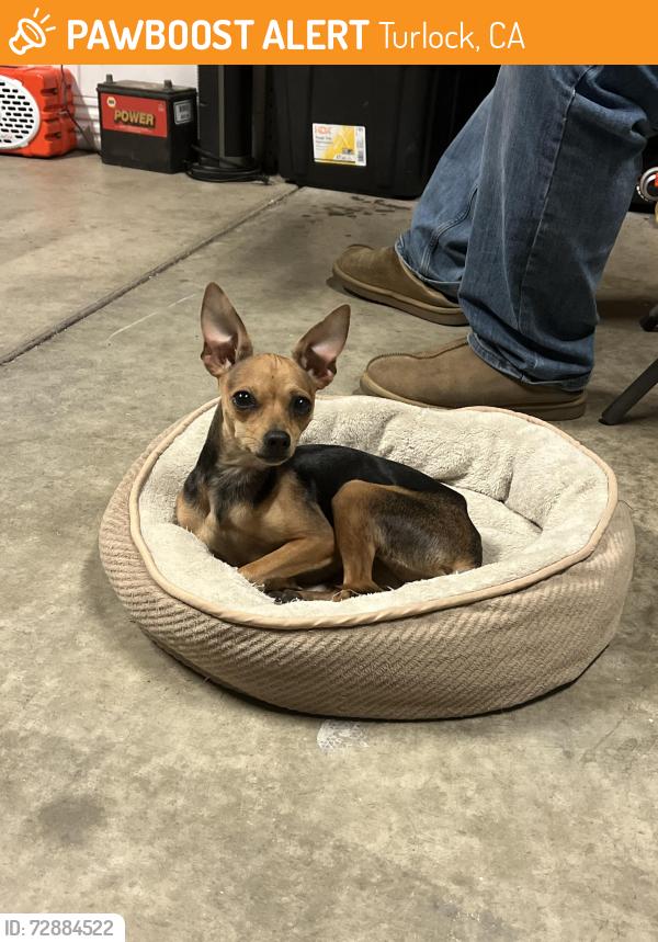Found/Stray Female Dog last seen Golden state  & c @ juras pizza, Turlock, CA 95380