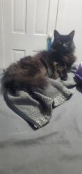 Lost Male Cat last seen Primerose , Eugene, OR 97402