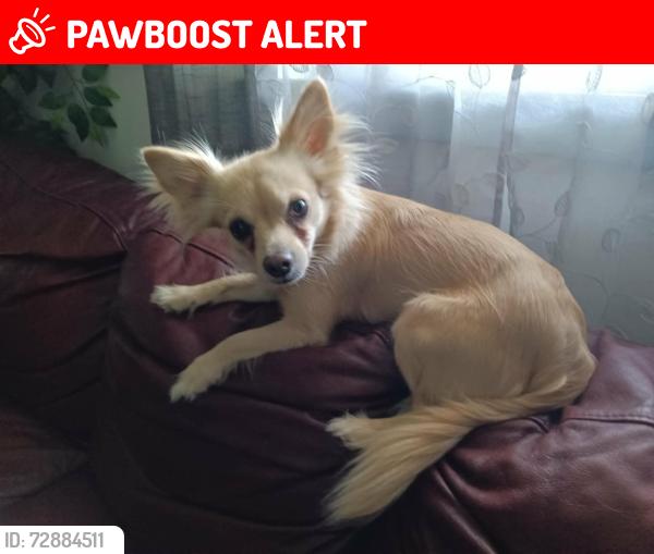 Lost Female Dog last seen Sashabaw Meadows, Village of Clarkston, MI 48348