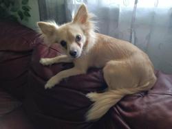 Lost Female Dog last seen Sashabaw Meadows, Village of Clarkston, MI 48348