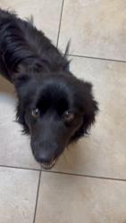 Found/Stray Male Dog last seen the intersection of ocala and Orlando drive , Ocala, FL 34471