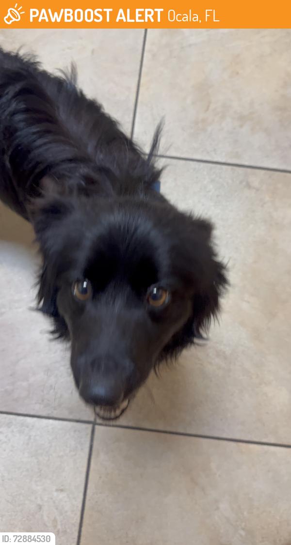 Found/Stray Male Dog last seen the intersection of ocala and Orlando drive , Ocala, FL 34471