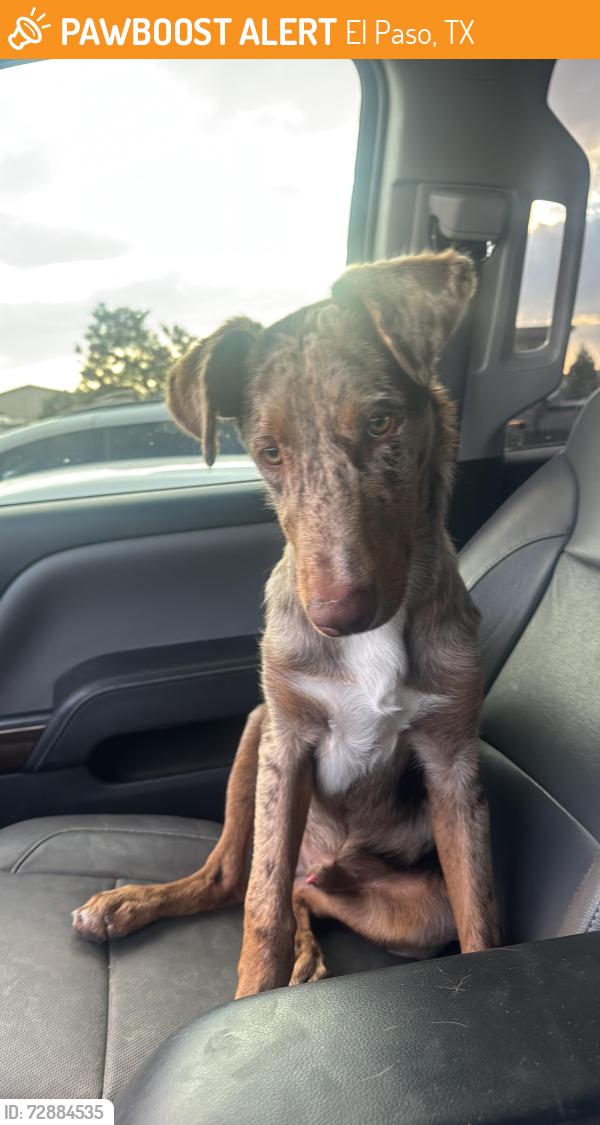 Found/Stray Male Dog last seen Tierra Nava and John mcneely ave 79938, El Paso, TX 79938