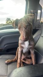 Found/Stray Male Dog last seen Tierra Nava and John mcneely ave 79938, El Paso, TX 79938