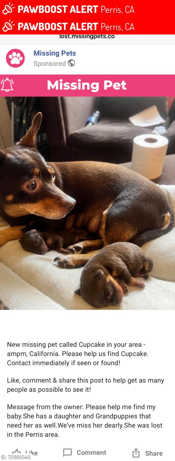 Lost Female Dog last seen Near , Perris, CA 92571