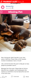 Lost Female Dog last seen Near , Perris, CA 92571