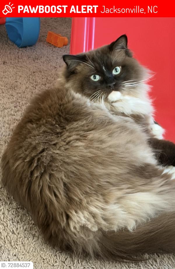 Lost Female Cat last seen Farmyard Garden Drive, Jacksonville, NC 28546