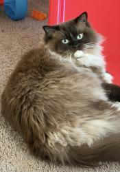 Lost Female Cat last seen Farmyard Garden Drive, Jacksonville, NC 28546