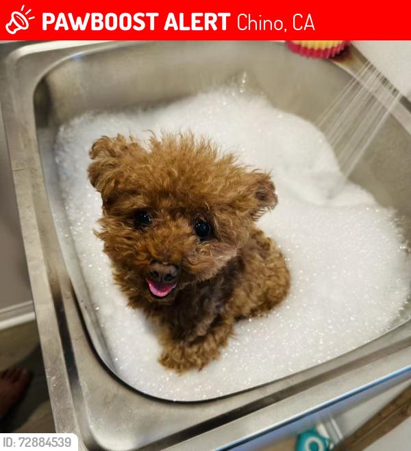 Lost Male Dog last seen Endeavor Pl, Chino, CA 91708