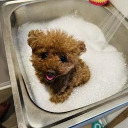 Lost Male Dog last seen Endeavor Pl, Chino, CA 91708