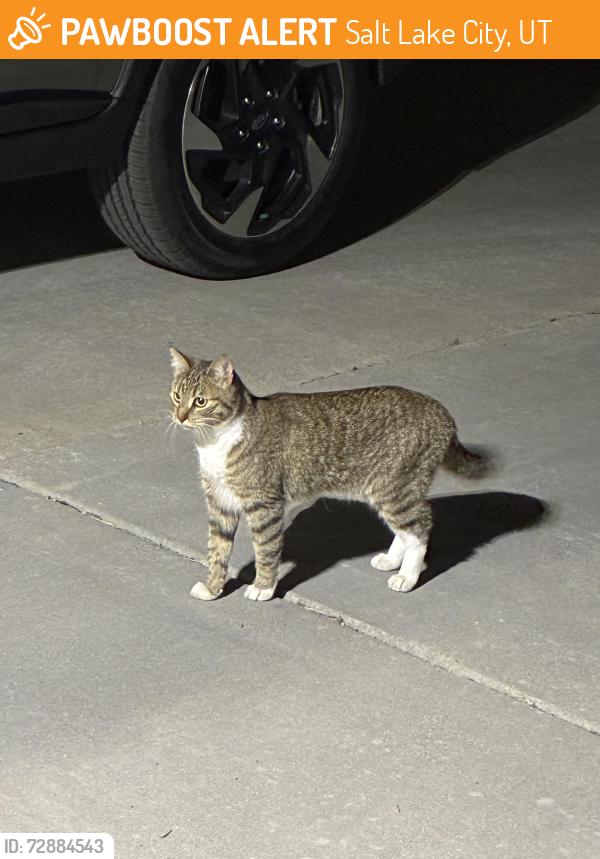 Found/Stray Female Cat last seen Near N and 1000 W by park, Salt Lake City, UT 84116