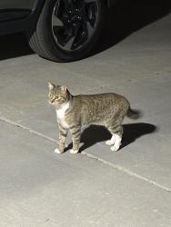 Found/Stray Female Cat last seen Near N and 1000 W by park, Salt Lake City, UT 84116