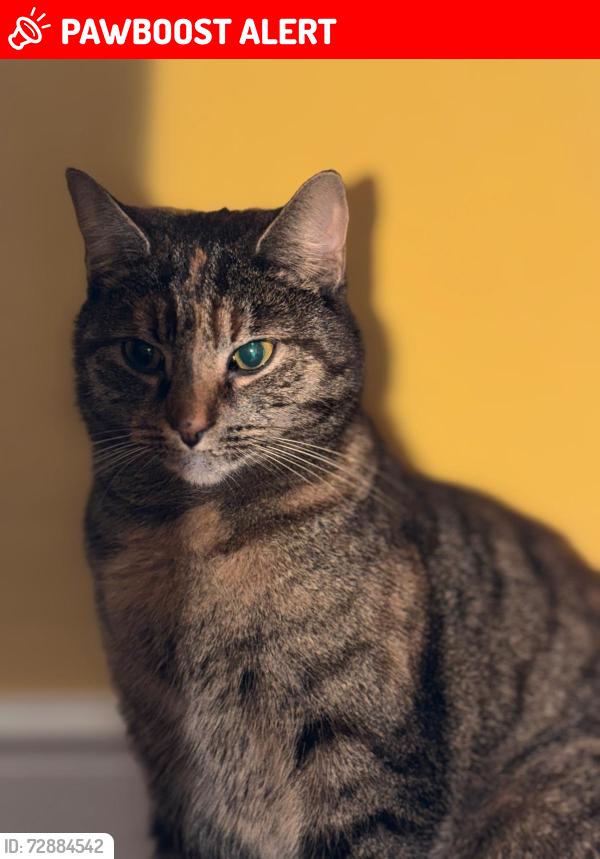 Lost Female Cat last seen Longwick, Longwick, England HP27