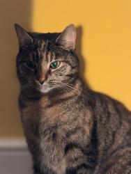 Lost Female Cat last seen Longwick, Longwick, England HP27
