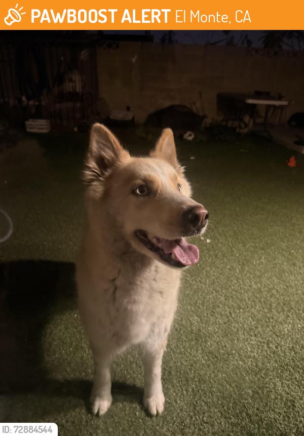 Found/Stray Female Dog last seen Lower Azusa Rd, El Monte, CA 91731