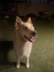 Found/Stray Female Dog last seen Lower Azusa Rd, El Monte, CA 91731
