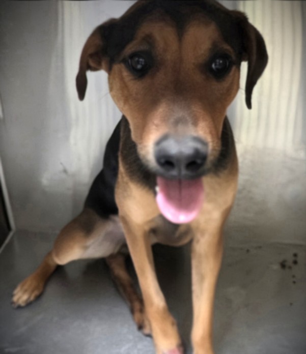 Shelter Stray Female Dog last seen , Los Angeles, CA 90031