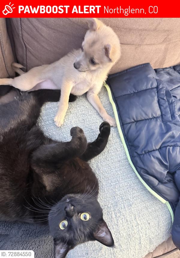 Lost Female Cat last seen Near Malley drive, Northglenn, CO 80233