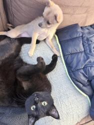 Lost Female Cat last seen Near Malley drive, Northglenn, CO 80233