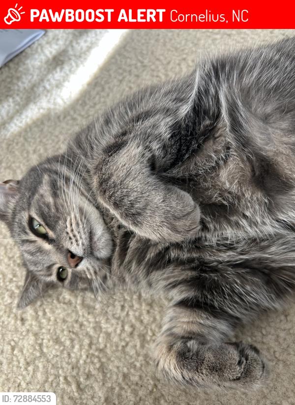 Lost Male Cat last seen Trolley run drive , Cornelius, NC 28031