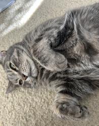 Lost Male Cat last seen Trolley run drive , Cornelius, NC 28031